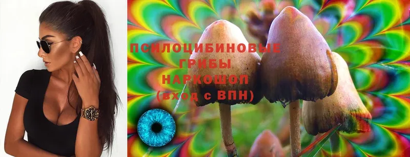 Псилоцибиновые грибы Psilocybine cubensis  Рыльск 